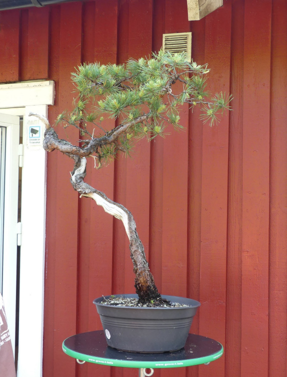 scots pine bonsai literati styling